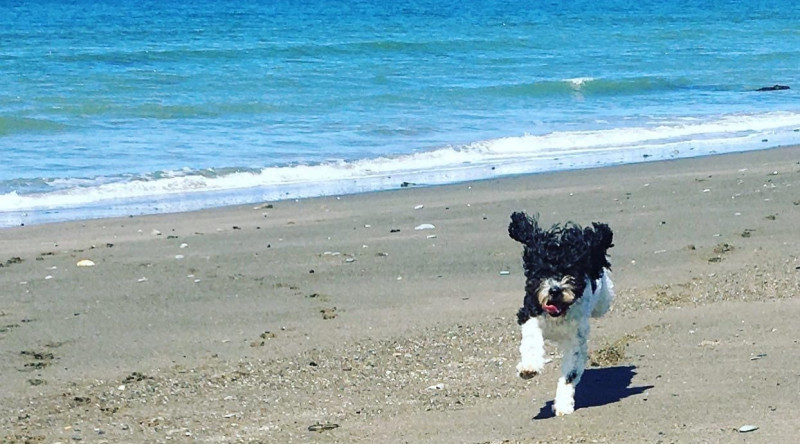 Dog on Aberdyfi beach