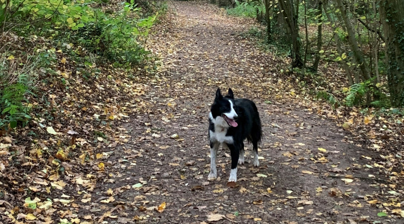 Dog at Tan-y-Coed